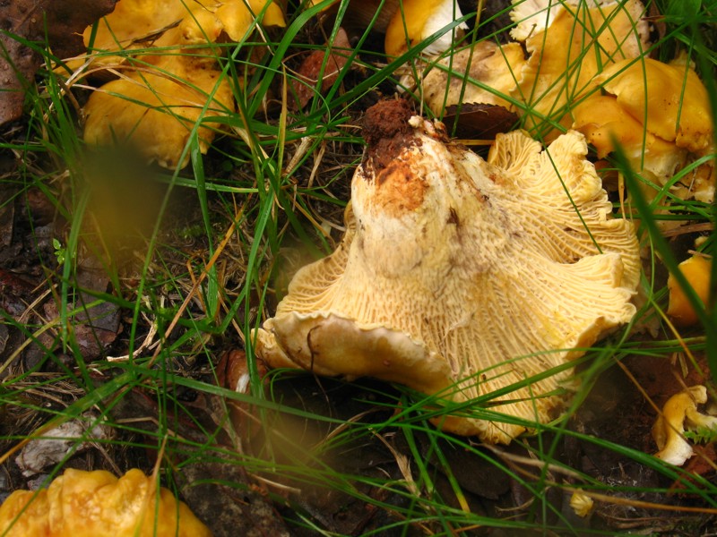 Cantharellus